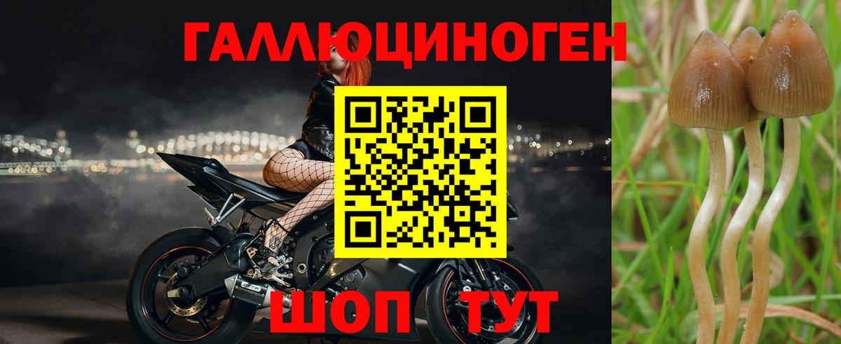 Псилоцибиновые грибы мицелий Александров